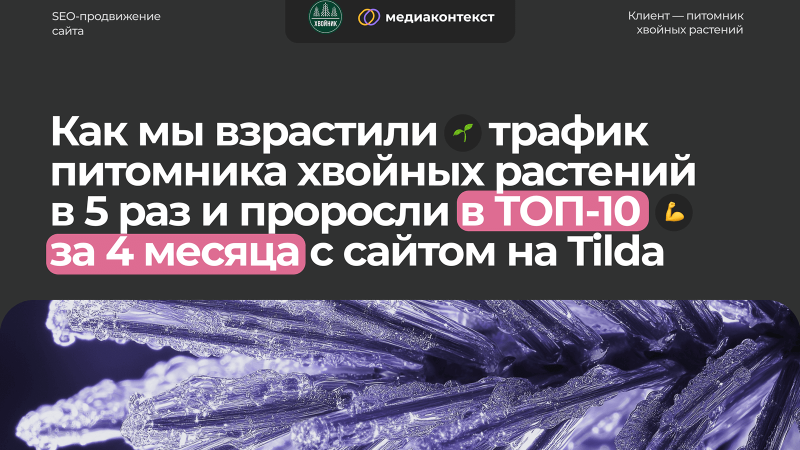 Как мы взрастили трафик питомника хвойных растений в 5 раз и проросли в ТОП-10 за 4 месяца с сайтом на Tilda