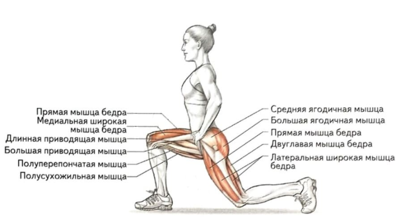Мышцы, которые работают во время выпадов. Источник: willandwin.ru