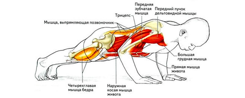 Мышцы, которые работают во время отжиманий. Источник: urok.1sept.ru